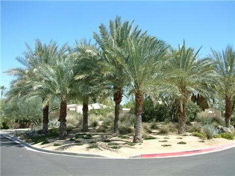 date palm tree in desert. Common Name: Date Palm,